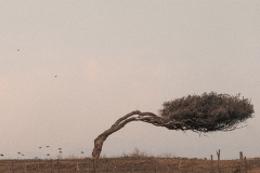 albero-fb