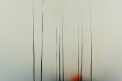 trees